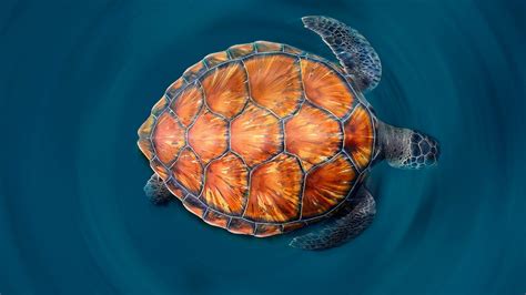 Download Sea Life Animal Turtle HD Wallpaper