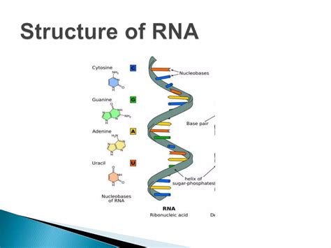 RNA- STRUCTURE AND FUNCTIONS | PPT