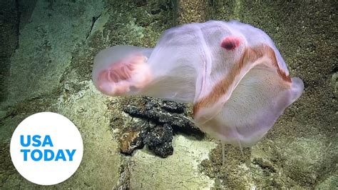 'What is that?': Spooky, ghost-like jellyfish shapeshifts | USA TODAY ...