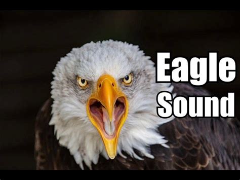 5 Minutes of Eagle Sounds - Freedomdeus Mostart | Shazam