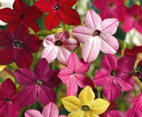 500 NICOTIANA Alata Flowering Tobacco Seeds Heirloom Sensation Mix