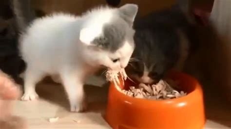 Tiny cat’s sassy gesture to stop another feline from eating is a hit among people - it s viral ...