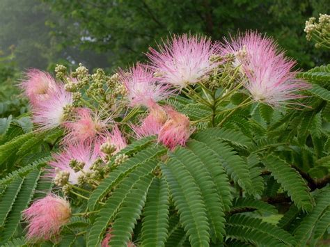 Mimosa tree (Plants of Overton Park's Old Forest, Memphis, TN ...