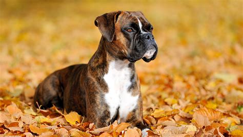 Tips For Training Your Pet Boxer