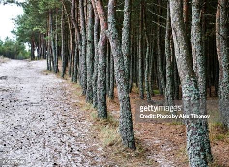 79 Curonian Spit Forest Stock Photos, High-Res Pictures, and Images - Getty Images