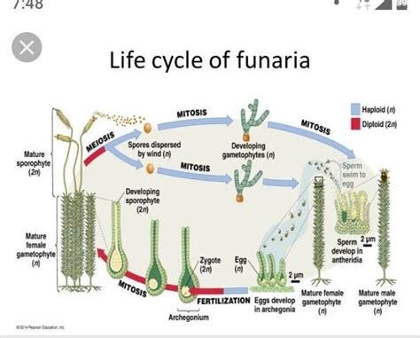 geographical life cycle of funaria - Brainly.in