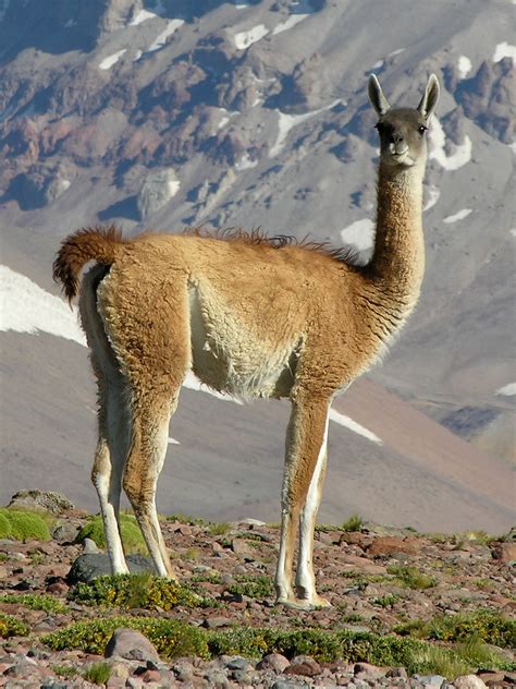 Guanaco - Wikipedia