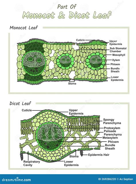 Internal Part of Monocot and Dicot Leaf Stock Vector - Illustration of leaf, classification ...