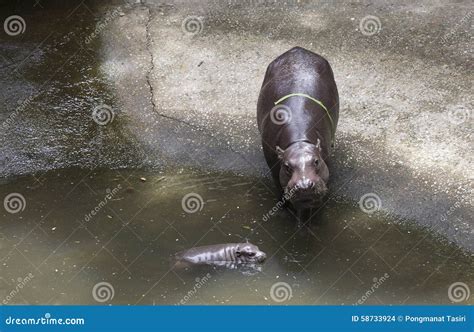 Baby Pygmy Hippopotamus Andmother Stock Photo - Image of grass, fauna ...