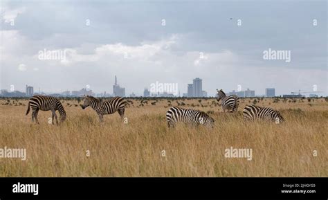 Common zebras in front of Nairobi Skyline in Nairobi National Park, Kenya Stock Photo - Alamy