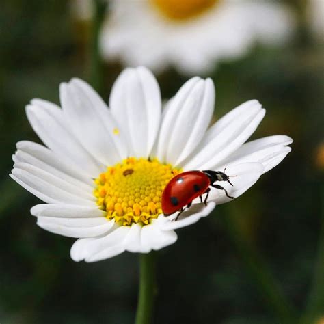 Eliminating Aphids On Roses: A Step-by-Step Guide - SONG OF ROSES