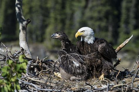 Bald Eagle Nesting Photograph by Mark Newman - Pixels