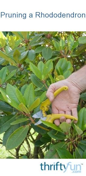 Pruning a Rhododendron | ThriftyFun