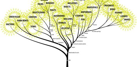 How to grow an evolutionary tree