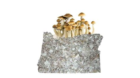 Could Oregon be the First State to Legalize Psilocybin Therapy?