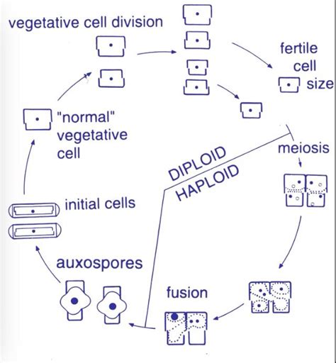 The diatom life cycle | Diatom, Life cycles, Meiosis