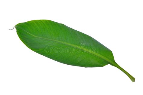 Banana Leaf Isolated on White Background Stock Photo - Image of leaf, white: 174765412