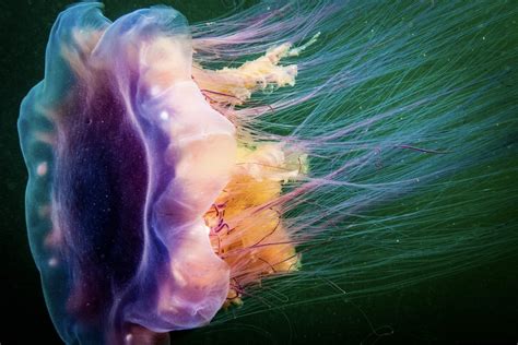 Do Lion's Mane Jellyfish Sting? - American Oceans