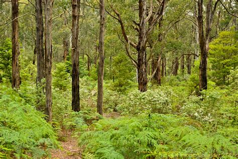 Morwell National Park | Gippsland, and the Latrobe Valley in… | Flickr