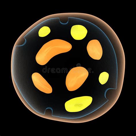 Chromoplast stock illustration. Illustration of chloroplast - 48747226