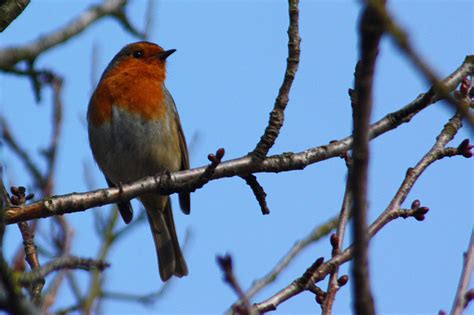 Cities Disrupt Bird Migration, Report Finds | BuildingGreen