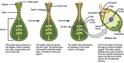 Difference Between Pollination and Fertilization | Definition, Characteristics, Process, Types