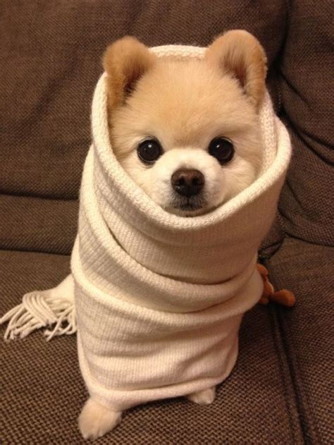 22 Animals Trying to Stay Warm This Winter - Gallery | eBaum's World