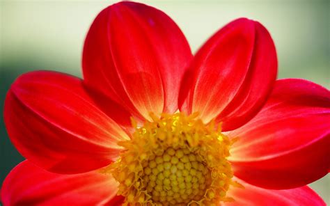 Red daisy wallpaper