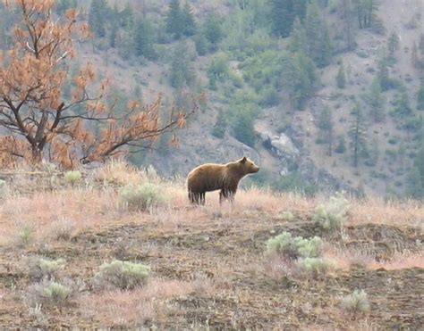 Grizzly Bear Conservation in Southwest BC – Thursday 7 April at NVIT | Nicola Naturalist Society