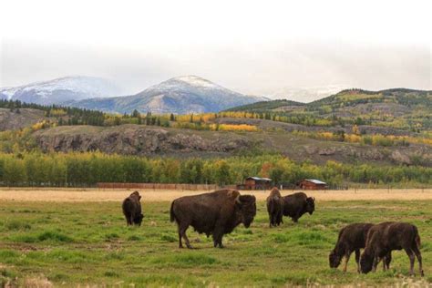 Our Wildlife - Yukon Wildlife Preserve