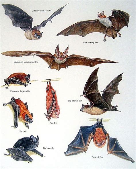 Visualistan | Bat flying, Bat art, Mammals