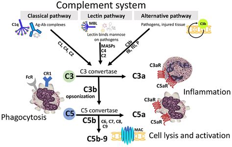 Complement System Pathways Diagram