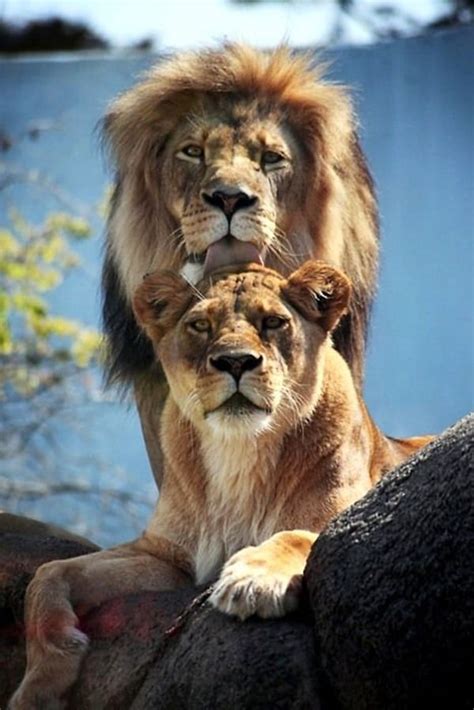 Lion And Lioness – The Royal Couple At Their Best - Tail and Fur