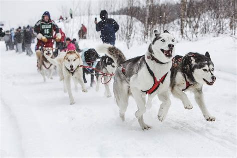 Meet the Sled Dog Team That Lives in Missouri • Missouri Life Magazine