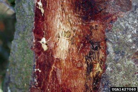 sudden oak death (Phytophthora ramorum)