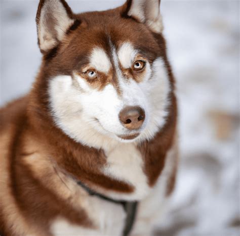 Image of a Brown Husky | Pet Dog Owner