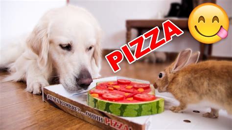 Funny Dog and Cute Rabbit Eat Pizza [WITH FUNNY COMMENTS] - YouTube