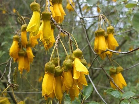 Flowering Kowhai Tree