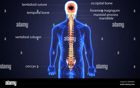 Human Skeleton Anatomy Isolated Stock Photo Alamy - vrogue.co