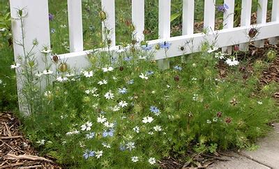 Love-in-a-Mist, Nigella damascena – Wisconsin Horticulture