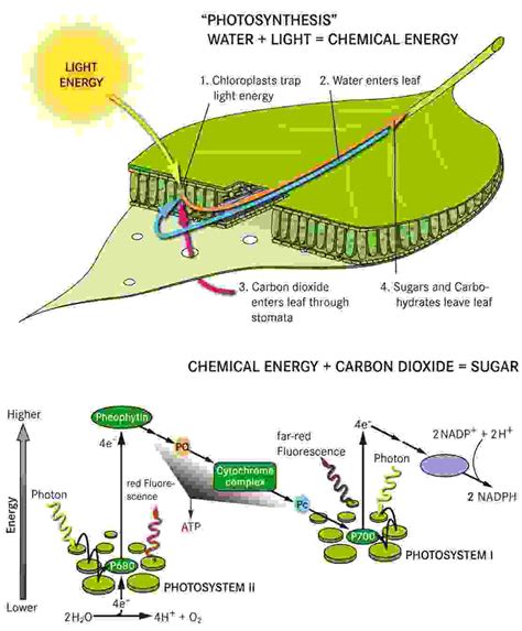 Autotrophic Nutrition: Photosynthesis and Chemosynthesis