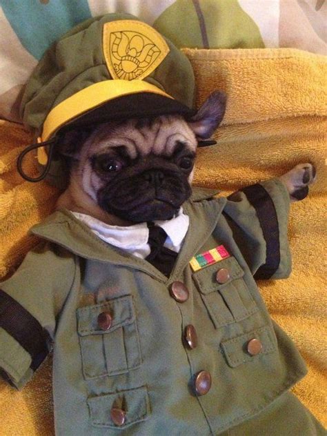 cutepugpics: Puglet is our Commander in Cuteness! (via therealkevkat) Pugs In Costume, Funny ...