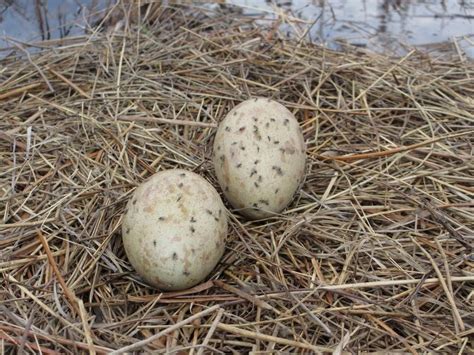 After a decade of struggle, whooping cranes may have banner nesting season | Local News ...