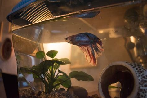 How To Clean A Betta Fish Tank? Any Size – Easy Easy Easy – PetAquariums.com