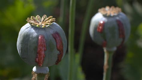 Afghan opium cultivation drops for first time in six years