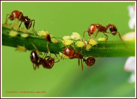 “Symbiotic Serenity: Ant-Aphid Farming Dynamics” | Gardening in the ...