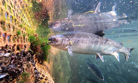 Salmon Farming | Salmon Farming Crisis | Wildfish