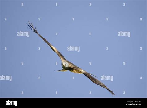 Red Kite Flying Stock Photo - Alamy