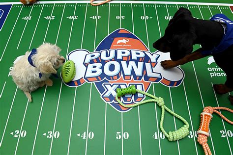 Puppy Bowl 2020: Team Fluff escapes with thrilling win over Team Ruff - SBNation.com