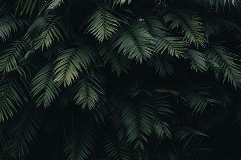 Jungle Wallpapers on WallpaperDog